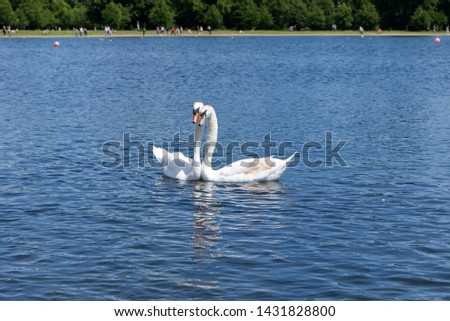 Two white swans floating on the lake in Hyde Park, London. They are looking at their front in same direction. Beautiful moment when they put their head next to each others.