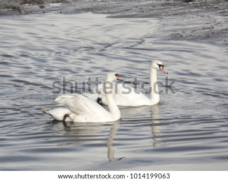 Two white swans gliding across the river
