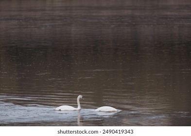 Two white swans gracefully glide across the still waters of a lake as the sun begins to set, casting a warm glow over the scene - Powered by Shutterstock