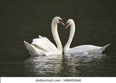 photo----two swans.