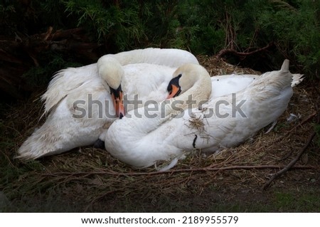 Two white swans sleep together in a warm nest. Beautiful couple of birds in love. Wild animal, nature and zoo. Wildlife photo