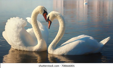 Two white swans. This is Love.