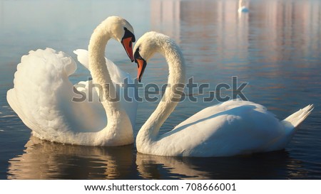 Two white swans. This is Love.