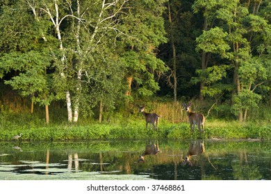 Two white tailed deer and and an egret standing in the edge of lake.