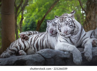 6,951 Sleeping white tiger Images, Stock Photos & Vectors | Shutterstock