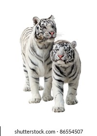 Two White Tigers