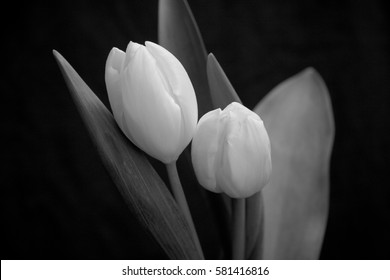 855 2 white tulips black background Images, Stock Photos & Vectors ...