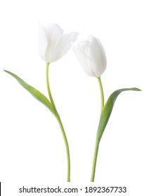 Zwei weiße Tulpen einzeln auf weißem Hintergrund.