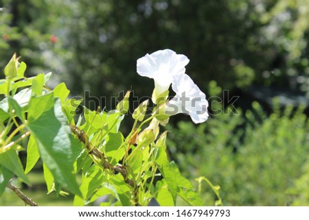 Two white wild Morning Glory with green leaves and vines inter twined and two buds with sunlight on them 