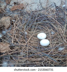 Two White Wild Pigeon Eggs In The Nest. Eggs Of The Rock Dove, Rock Pigeon, Or Common Pigeon Is A Member Of The Bird Family Columbidae. 