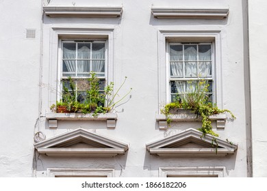 Two White Windows With Eaves, Potted Green Plant Flowers In Pimlico Area With Victoria Or Edwardian Architecture In London, United Kingdom