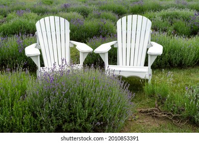 Two white wooden chairs among the flowering lavender bushes, Quebec, Canada
