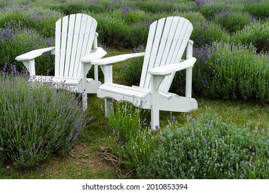 Two white wooden chairs among the flowering lavender bushes, Quebec, Canada