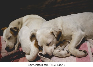 Two White Young Dogs Resting And Sleeping In On A Blanket On A Wooden Floor Outside A Cabin In The Night