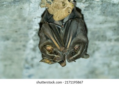 Two White-lined Broad-nosed Bats Are Hanging Together Under A Bridge In The Pantanal, Brazil