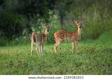 Two whitetail fawns munching on clover in a clearing.