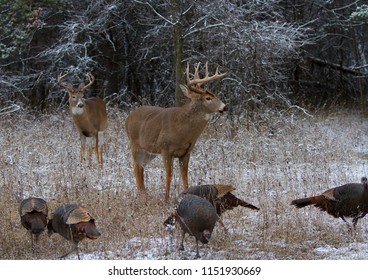 Two White-tailed deer buck standing in the winter snow with wild turkeys in Canada