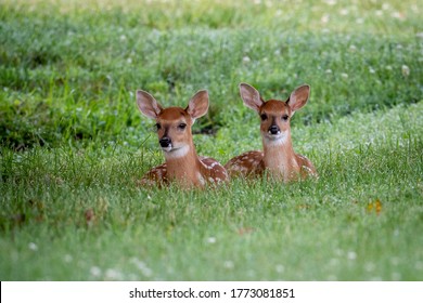 Two white-tailed deer fawns bedded down in an open meadow in summer