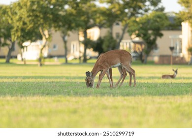 Two White-Tailed Deer graze in the grass at Fort Hancock on Sandy Hook during the summer of 2024. - Powered by Shutterstock