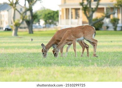 Two White-Tailed Deer graze in the grass at Fort Hancock on Sandy Hook during the summer of 2024. - Powered by Shutterstock