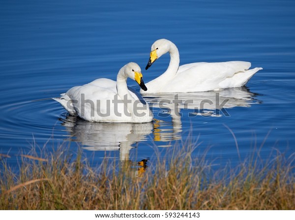 Two\
whooper swans swimming in the lake in\
Finland.