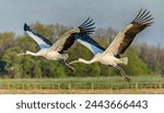 Two whooping crane birds - Grus americana - is an endangered crane species, native to North America named for its whooping calls flying in flight with blue sky and tree line background