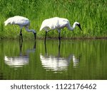 Two whooping cranes wading in the water, both looking for food, one has beak lower than the other. Reflections of both. Taken at the International Crane Foundation (Wisconsin, USA).