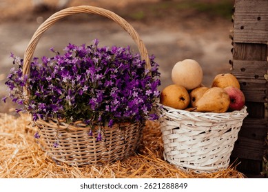Dos cestas de mimbre: una con flores púrpuras, la otra con peras y manzanas, de pie sobre la paja. Naturaleza muerta al aire libre rústico, acogedor con colores naturales