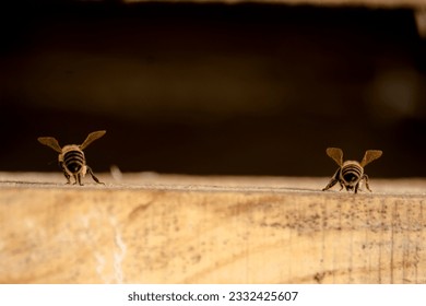 Two wiggle bees dancing bee