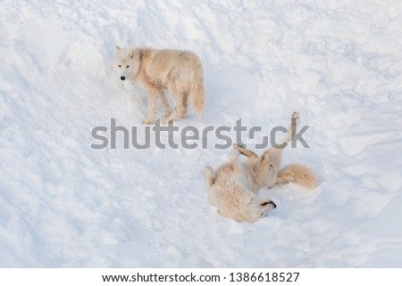 Similar – Schlittenhunde Winter