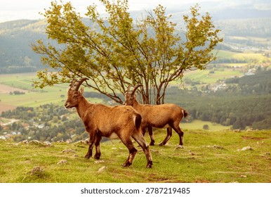 Two wild alpine ibexes standing on a mountain slope in Austria, surrounded by trees and overlooking a scenic valley landscape