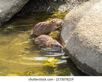 Two Wild Animals, Muskrat, Ondatra Zibethicuseats, Eats On The River Bank. Muskrat, Ondatra Zibethicus, Water Rodent In Natural Habitat.