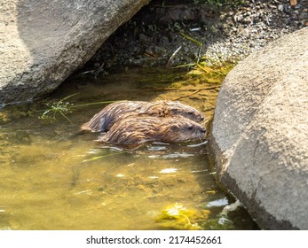 Two Wild Animals, Muskrat, Ondatra Zibethicuseats, Eats On The River Bank. Muskrat, Ondatra Zibethicus, Water Rodent In Natural Habitat.