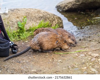 Two Wild Animals, Muskrat, Ondatra Zibethicuseats, Eats On The River Bank. Muskrat, Ondatra Zibethicus, Water Rodent In Natural Habitat.