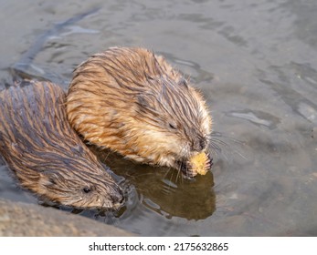 Two Wild Animals, Muskrat, Ondatra Zibethicuseats, Eats On The River Bank. Muskrat, Ondatra Zibethicus, Water Rodent In Natural Habitat.