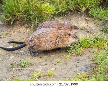 Two Wild Animals, Muskrat, Ondatra Zibethicuseats, Eats On The River Bank. Muskrat, Ondatra Zibethicus, Water Rodent In Natural Habitat.