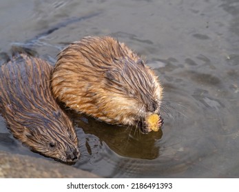 Two Wild Animals, Muskrat, Ondatra Zibethicuseats, Eats On The River Bank. Muskrat, Ondatra Zibethicus, Water Rodent In Natural Habitat.