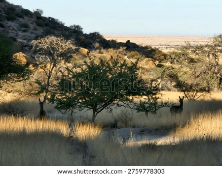 Two wild antelopes standing in dry yellow grass among trees and rocky terrain in the wilderness of the Namibian savanna.
