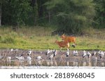 Two wild banteng cows standing on a grassy riverbank near a large flock of Asian openbill storks feeding in the shallow wetland under natural light. 