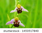 Two Wild Bee Orchid, Ophrys apifera, soft focus and diffused background, this is a perennial of dry grasslands mainly on calcareous soils, Juniper Hill, The Cotswolds, Gloucestershire, UK
