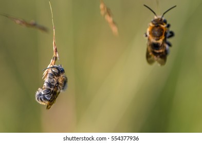 Two wild bees settled down for the night, hooked jaws of grass branch