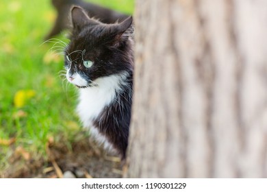 two wild black cats hiding behind a tree, a cat with a kitten summer day