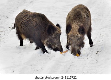 Two wild boars eating corn cob on the snow