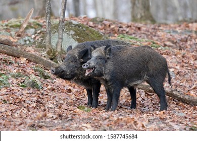 Two Wild Boars Standing In The Forest In Canada