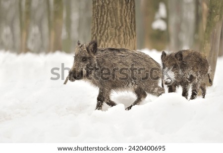 two wild boars were walking in the snow