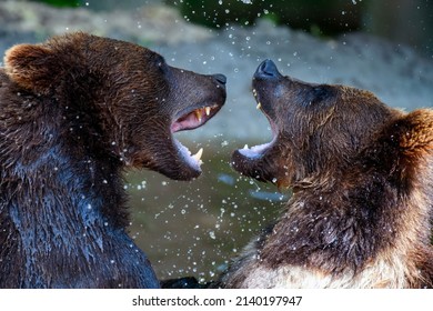 Two Wild Brown Bear (Ursus Arctos) Fight On Pond In The Summer Forest. Animal In Natural Habitat. Wildlife Scene