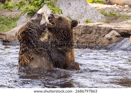 two Wild brown bear ,ursus arctos playing in the water. bears fight in the water, taking various poses with open mouths and splashes around