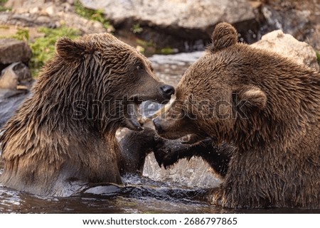 two Wild brown bear ,ursus arctos playing in the water. bears fight in the water, taking various poses with open mouths and splashes around