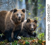Two wild brown bears (Ursus Arctos) in the autumn forest. Animal in natural habitat. Wildlife scene
