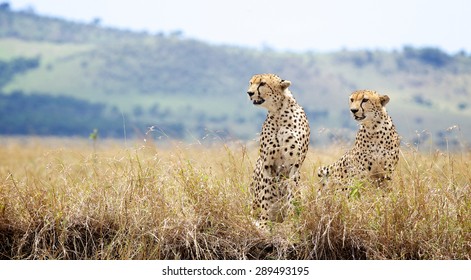 Two Wild Cheetahs 